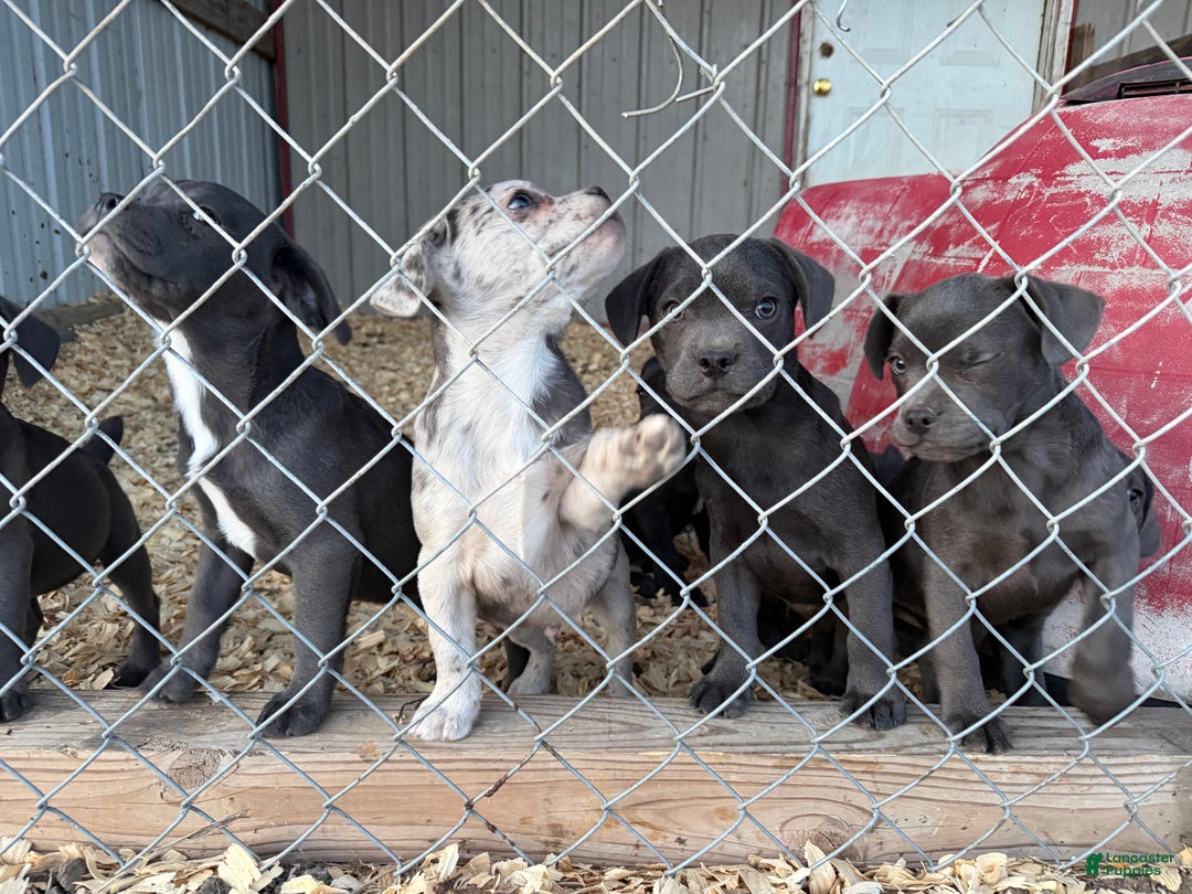 Mixed Breed dogs for sale: Bakunin (Kuni) - Ad 17