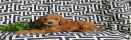 Mini Goldendoodle dogs for sale: Twain Hypoallergenic - Ad 4