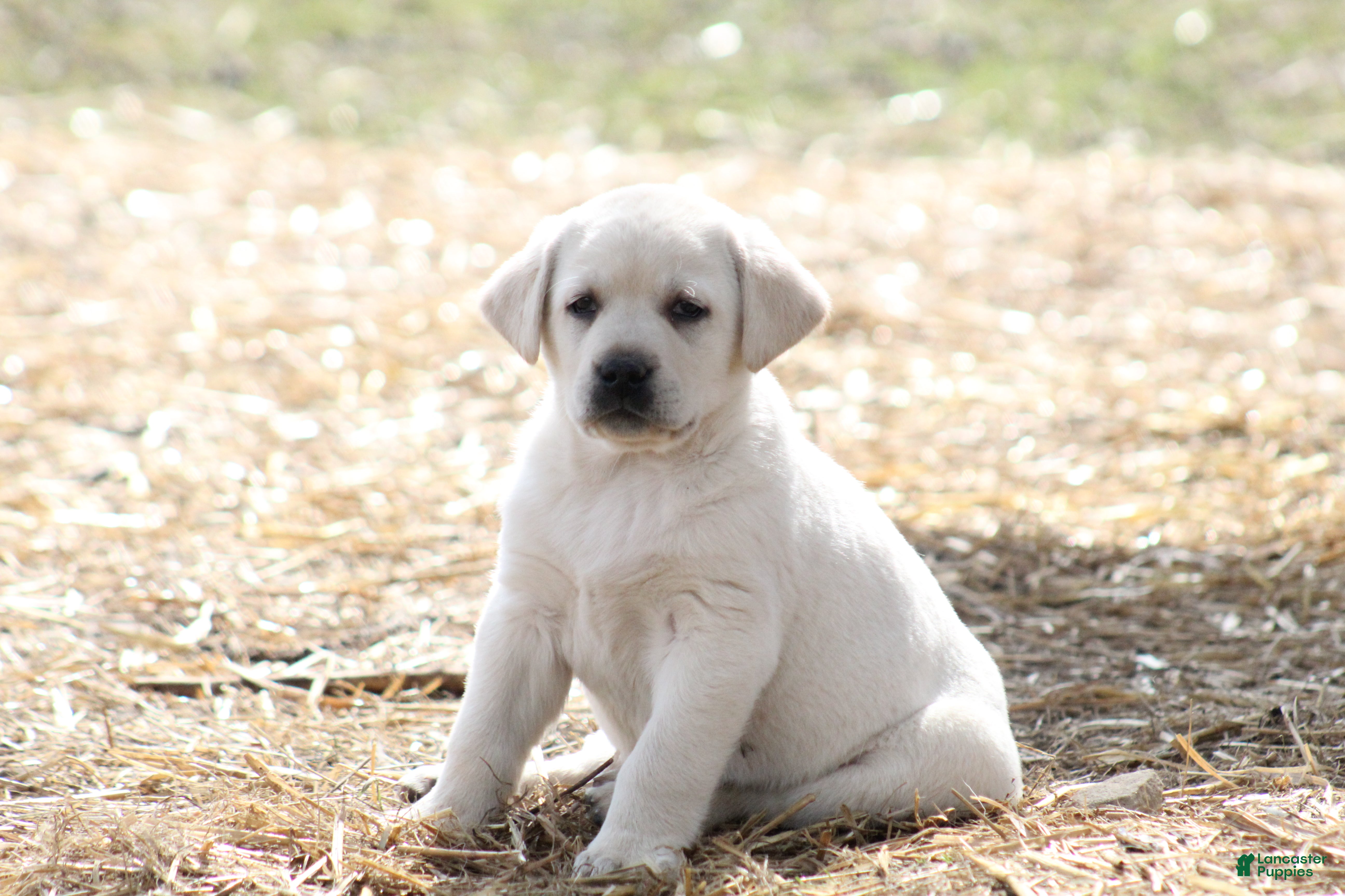 Labrador Retriever dogs Labrador Retriever Puppy 1 - Ad 1