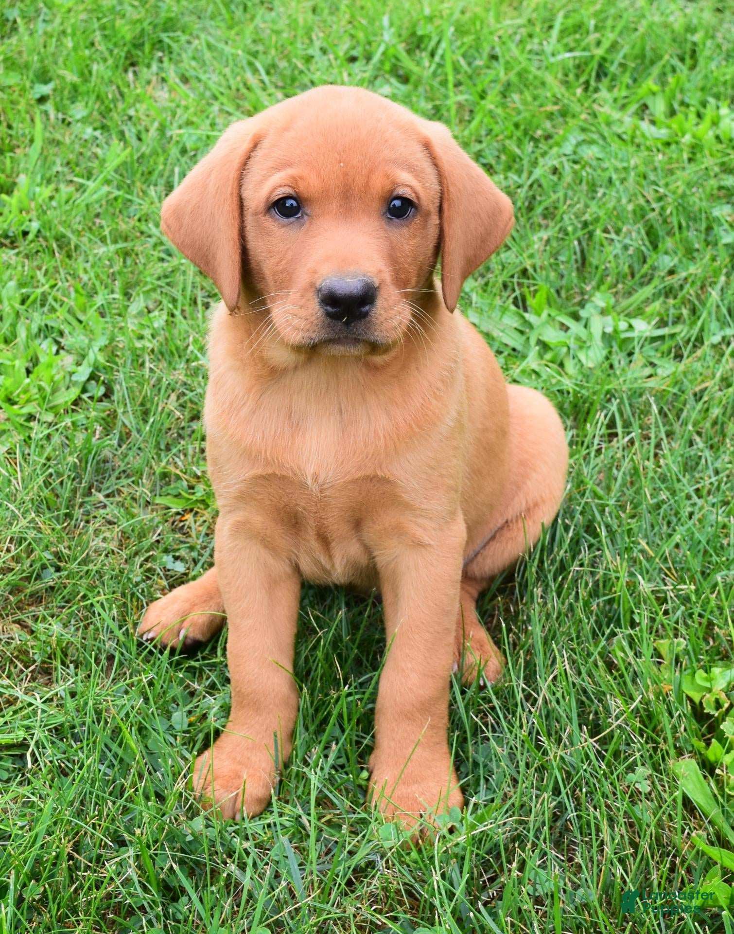 Labrador Retriever dogs Goldie - Ad 1
