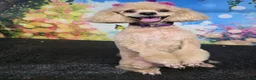 Miniature Poodle dogs for sale: Miniature Poodle 4 - Ad 2