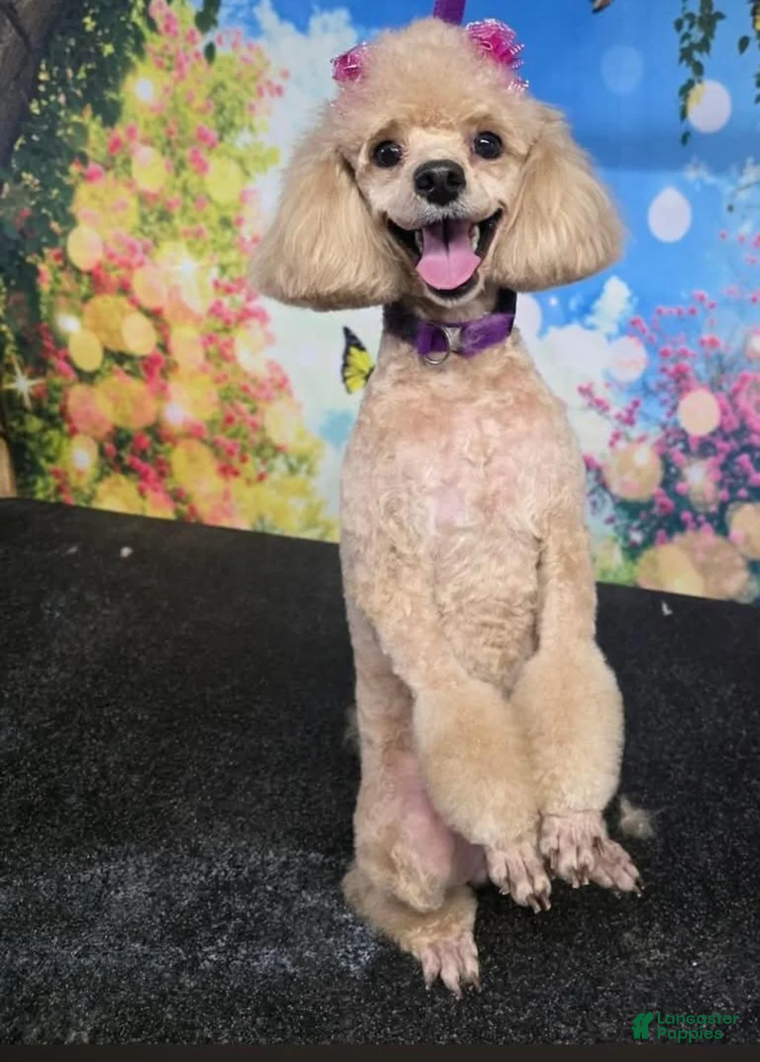 Miniature Poodle dogs for sale: Miniature Poodle 4 - Ad 2