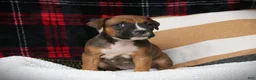 Boxer dogs for sale: Nollie - Ad 2