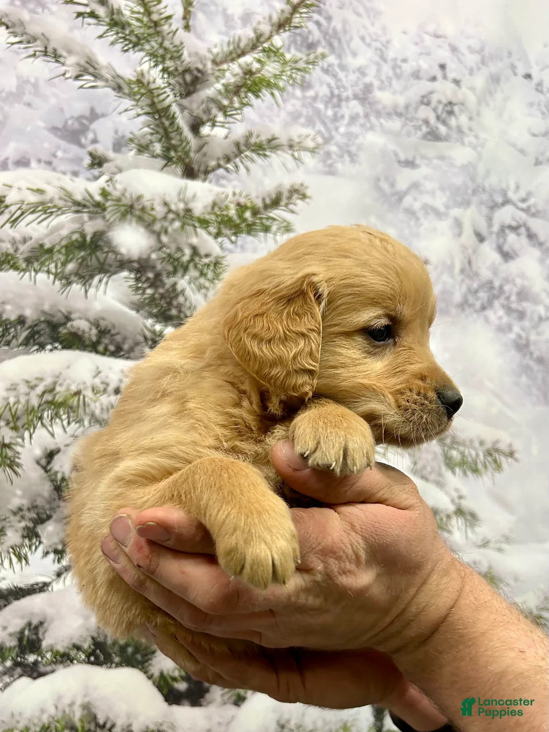 Golden Retriever dogs for sale: Rascal  - Ad 8
