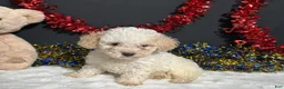 Toy Poodle dogs for sale: Biscuit - Ad 4