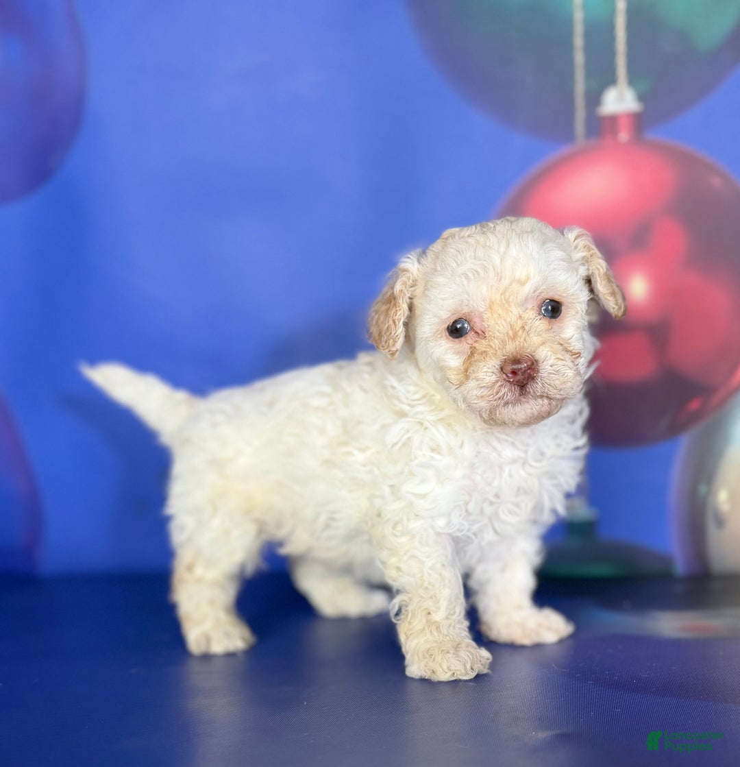 Toy Poodle dogs for sale: ACA DNA crème brûlée - Ad 3