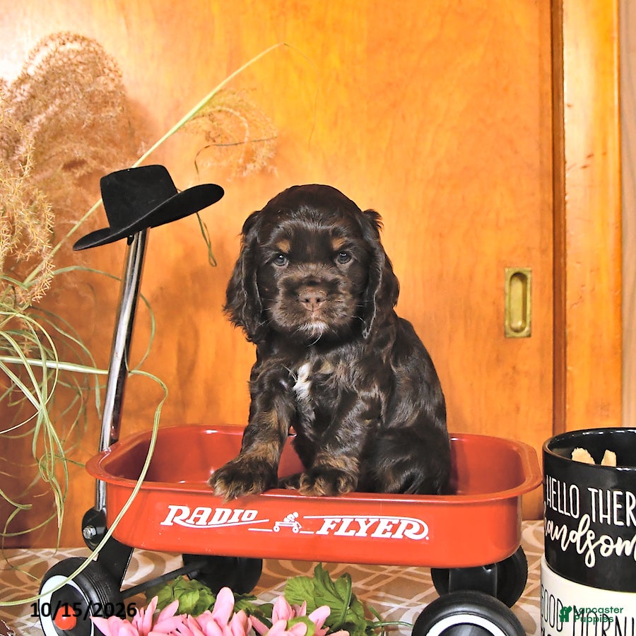 Cocker Spaniel dogs Renae - Ad 2