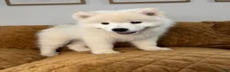 Samoyed dogs for sale: Mickey  - Ad 4