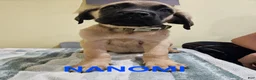 English Mastiff dogs for sale: English Mastiff Puppy 4 - Ad 2