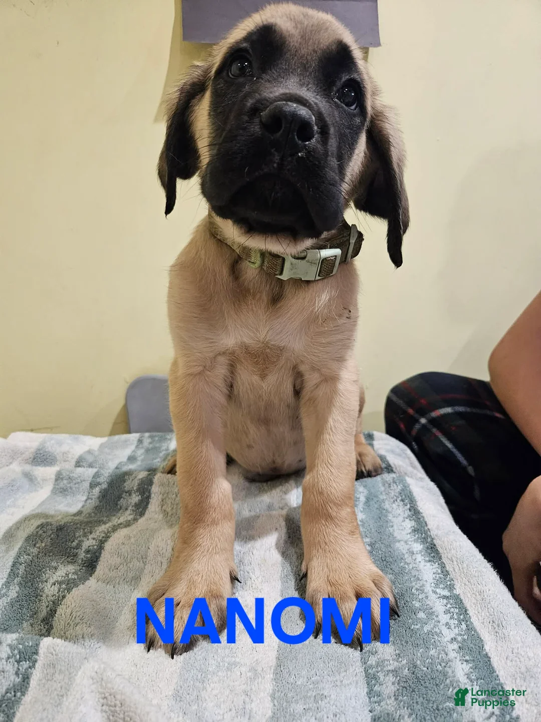 English Mastiff dogs for sale: English Mastiff Puppy 4 - Ad 2