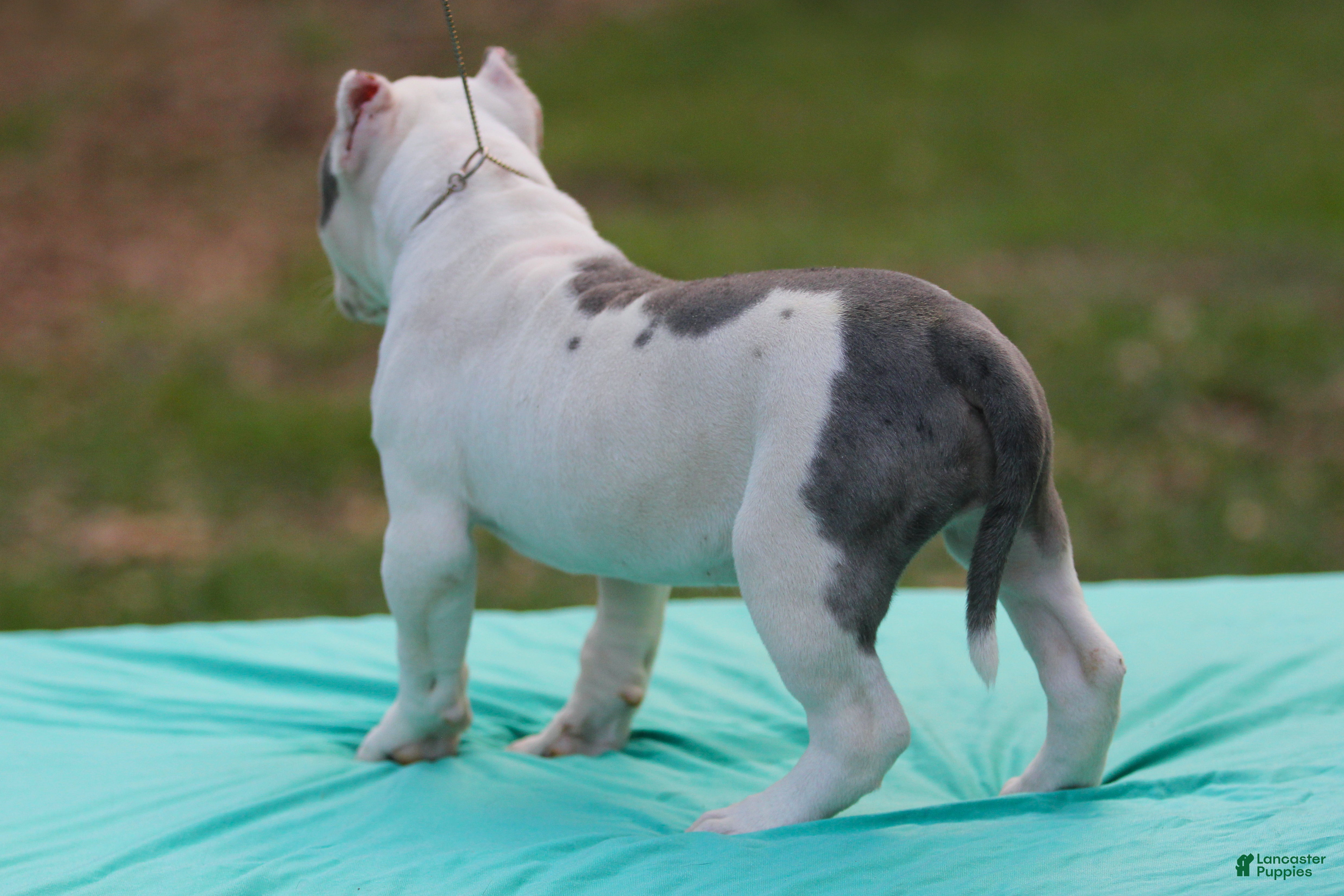 American Bully dogs Piebald Blue Merle Female - Ad 2