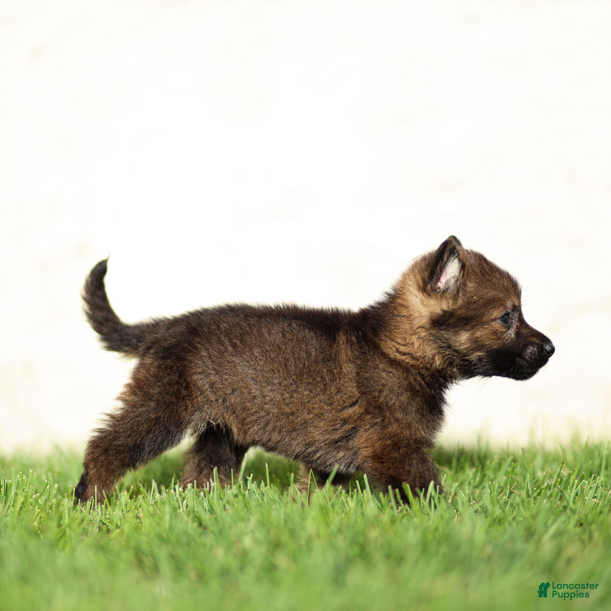 German Shepherd dogs Fia German Shepherd  - Ad 2