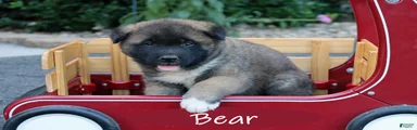 Bear