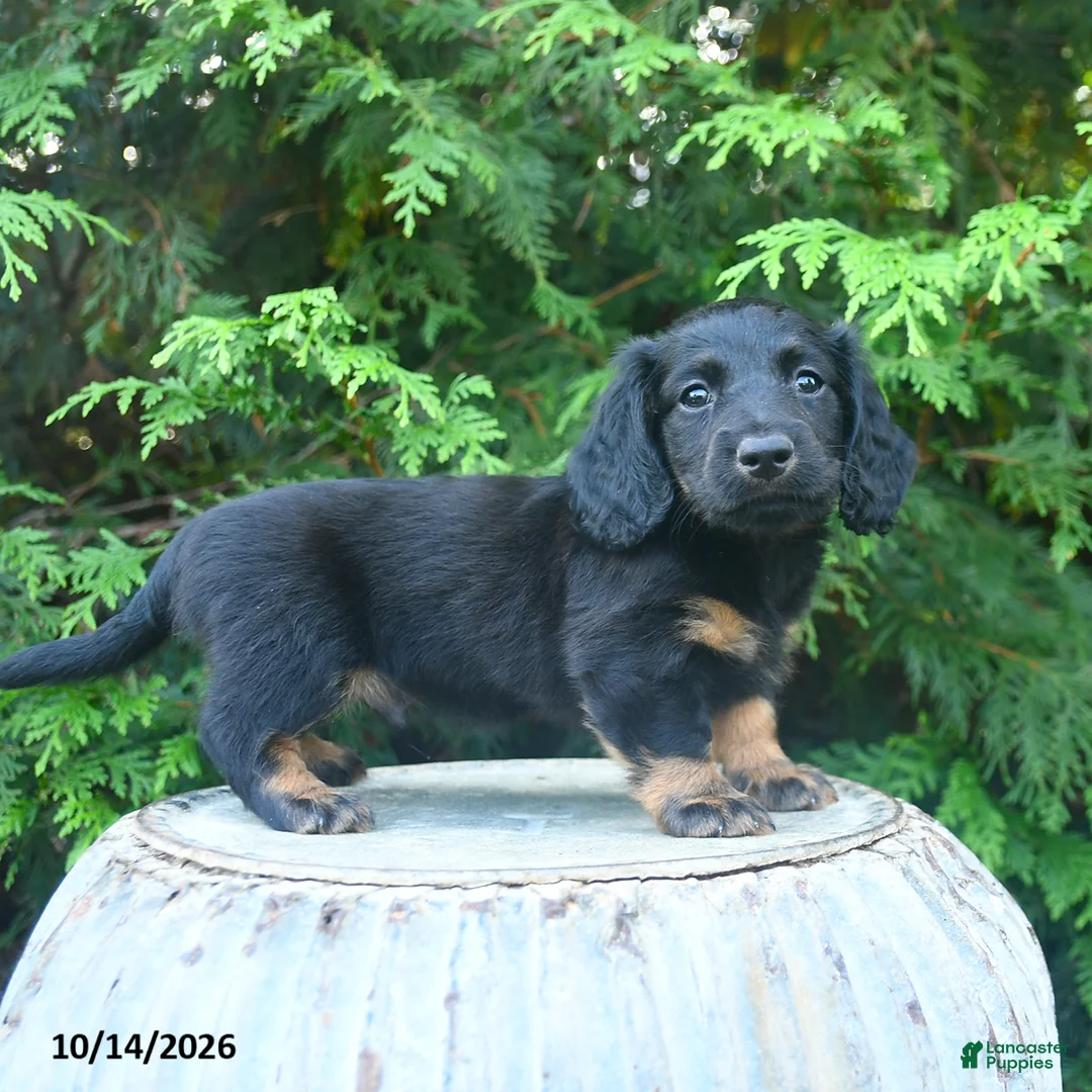 Miniature Dachshund dogs for sale: Finn  - Ad 1