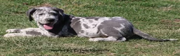 Great Dane dogs for sale: Scout - Ad 5
