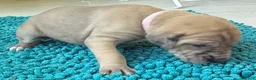 Great Dane dogs for sale: Pink - Ad 3