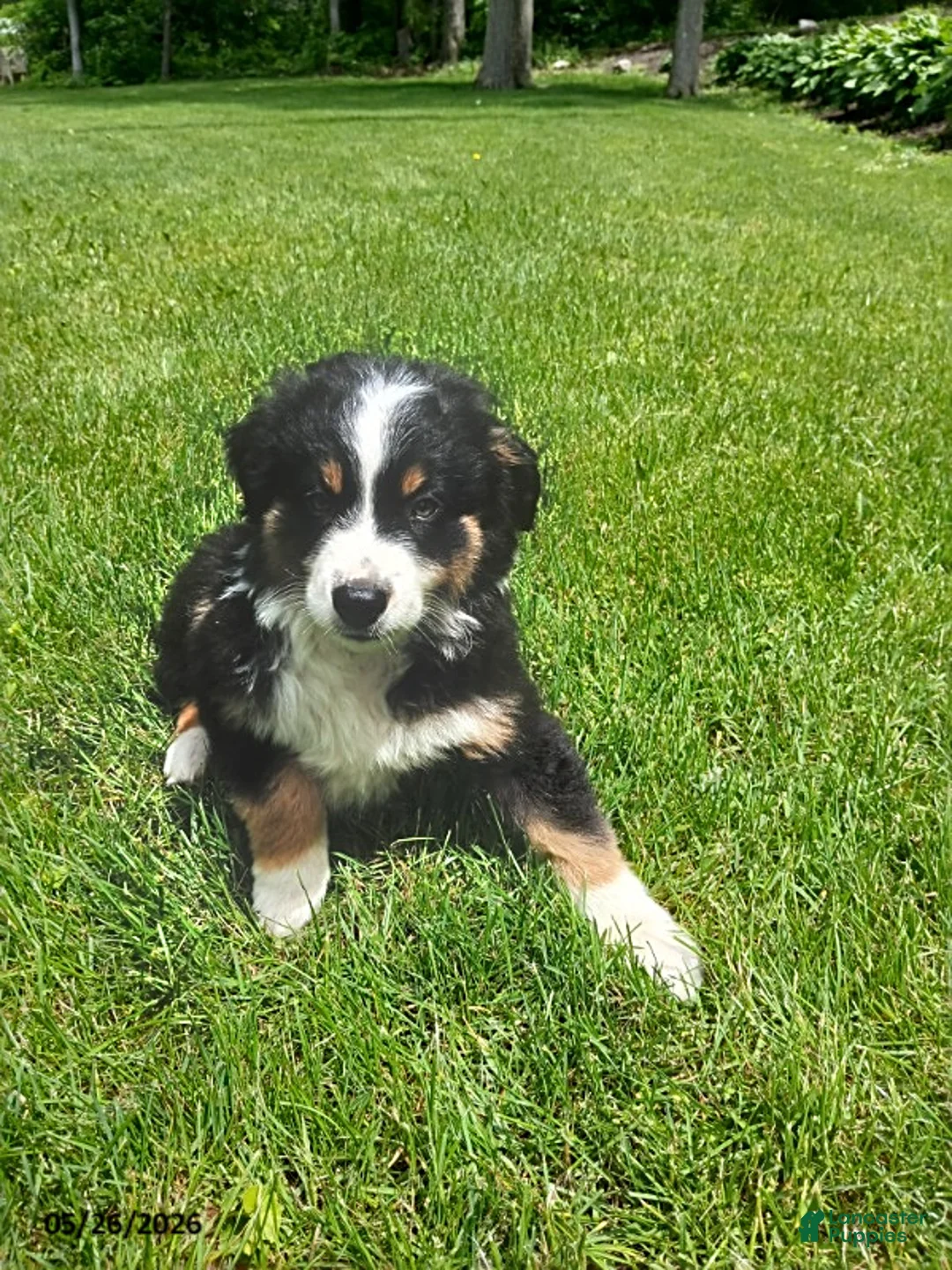 Miniature Australian Shepherd dogs for sale: Polly - Ad 1