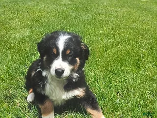 Miniature Australian Shepherd dogs for sale: Polly - Ad 3