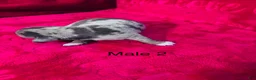 Miniature Dachshund dogs for sale: Miniature Dachshund 2 - Ad 2