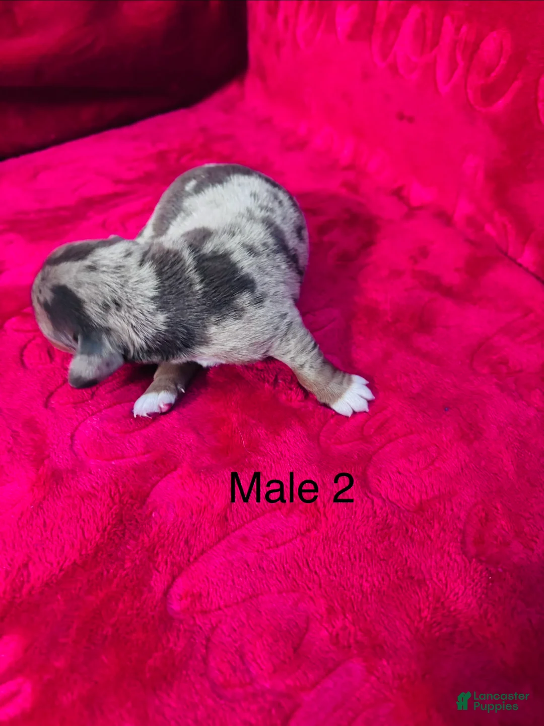 Miniature Dachshund dogs for sale: Miniature Dachshund 2 - Ad 2