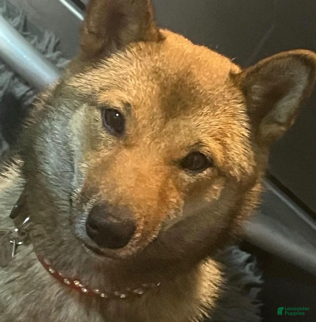 Shiba Inu dogs for sale: Ember - Ad 6