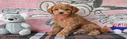 Mini Goldendoodle dogs for sale: Chase - Ad 4