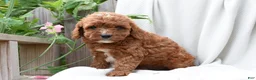 Cavapoo dogs for sale: Mateo - Ad 3