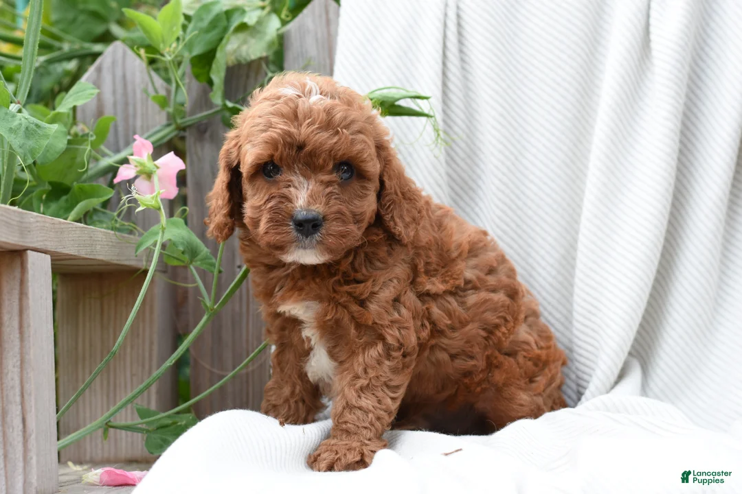 Cavapoo dogs for sale: Mateo - Ad 3