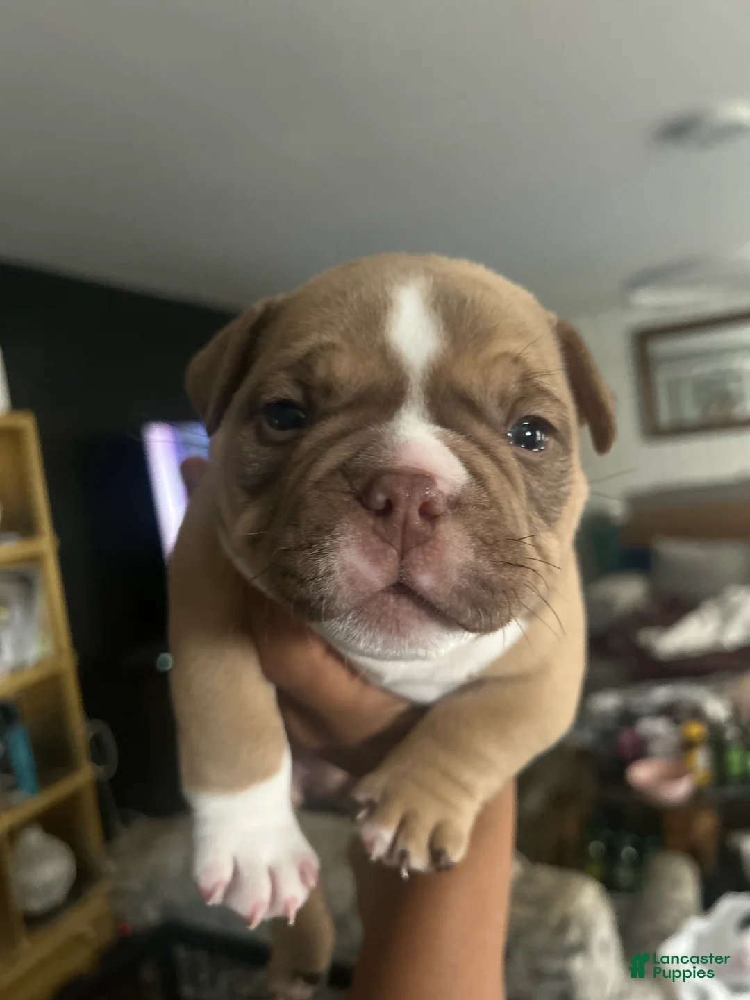 American Bully dogs for sale: American Bully Puppy 2 - Ad 2