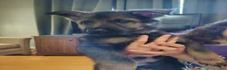 German Shepherd dogs for sale: Buckey - Ad 1
