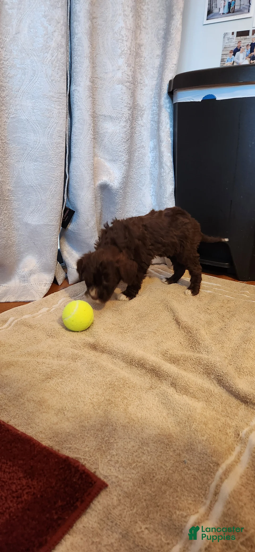 Portuguese Water Dog dogs for sale: Willow - Ad 3