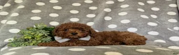 Miniature Poodle dogs for sale: Stefon - Ad 4