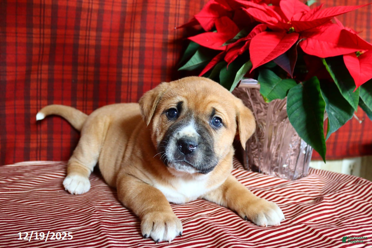 Mixed Breed dogs Max - Ad 3