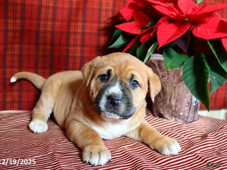 Mixed Breed dogs Max - Ad 2