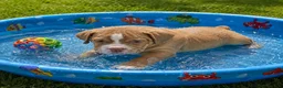 English Bulldog dogs for sale: English Bulldog 4 - Ad 2