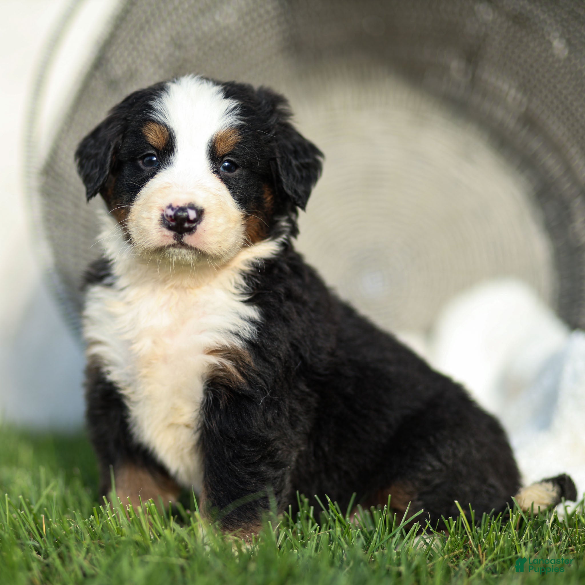 Bernese Mountain Dog dogs Jeffery Bernese Mountain Dog  - Ad 2