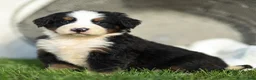 Bernese Mountain Dog dogs for sale: Jeffery Bernese Mountain Dog  - Ad 2