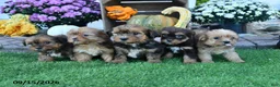 Shorkie dogs for sale: Dream  - Ad 3