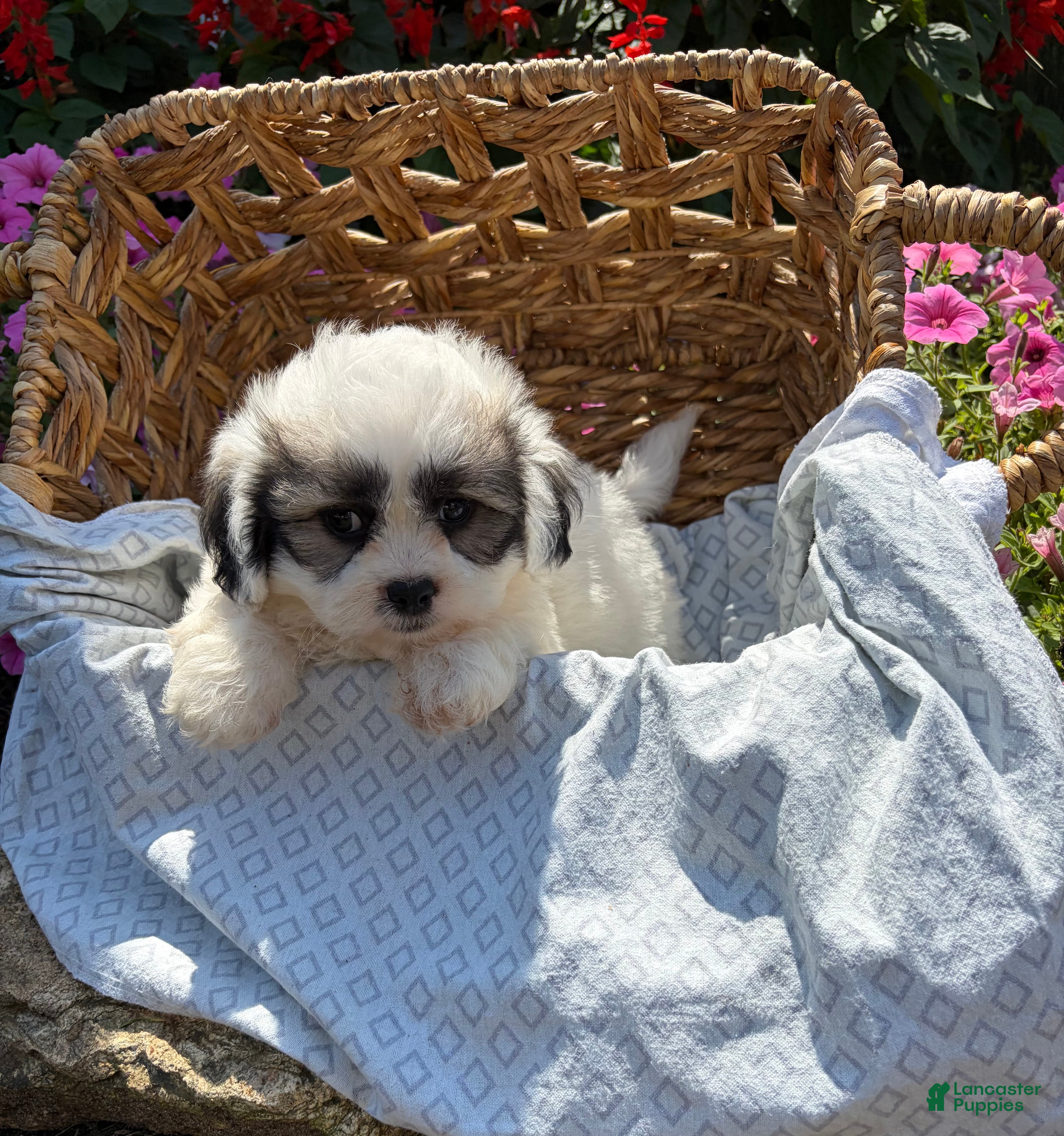 Teddy Bear dogs Henley - Ad 1
