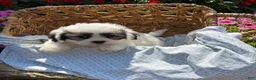 Teddy Bear dogs for sale: Henley - Ad 1