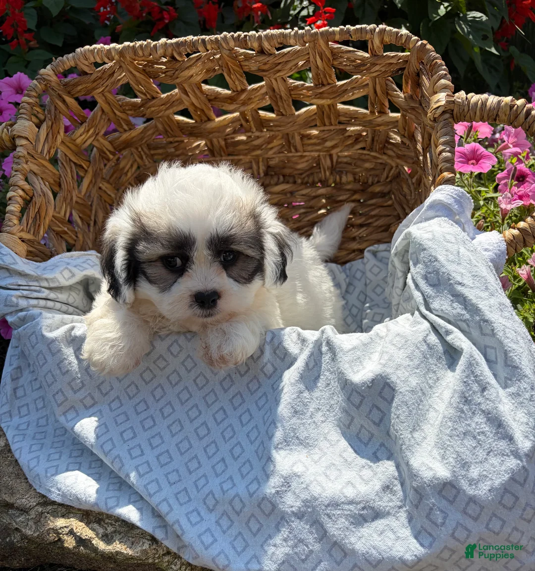 Teddy Bear dogs for sale: Henley - Ad 1
