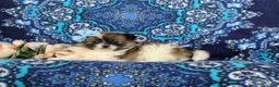 Pomeranian dogs for sale: Tiara - Ad 4