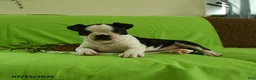 Boston Terrier dogs for sale: Vera - Ad 4