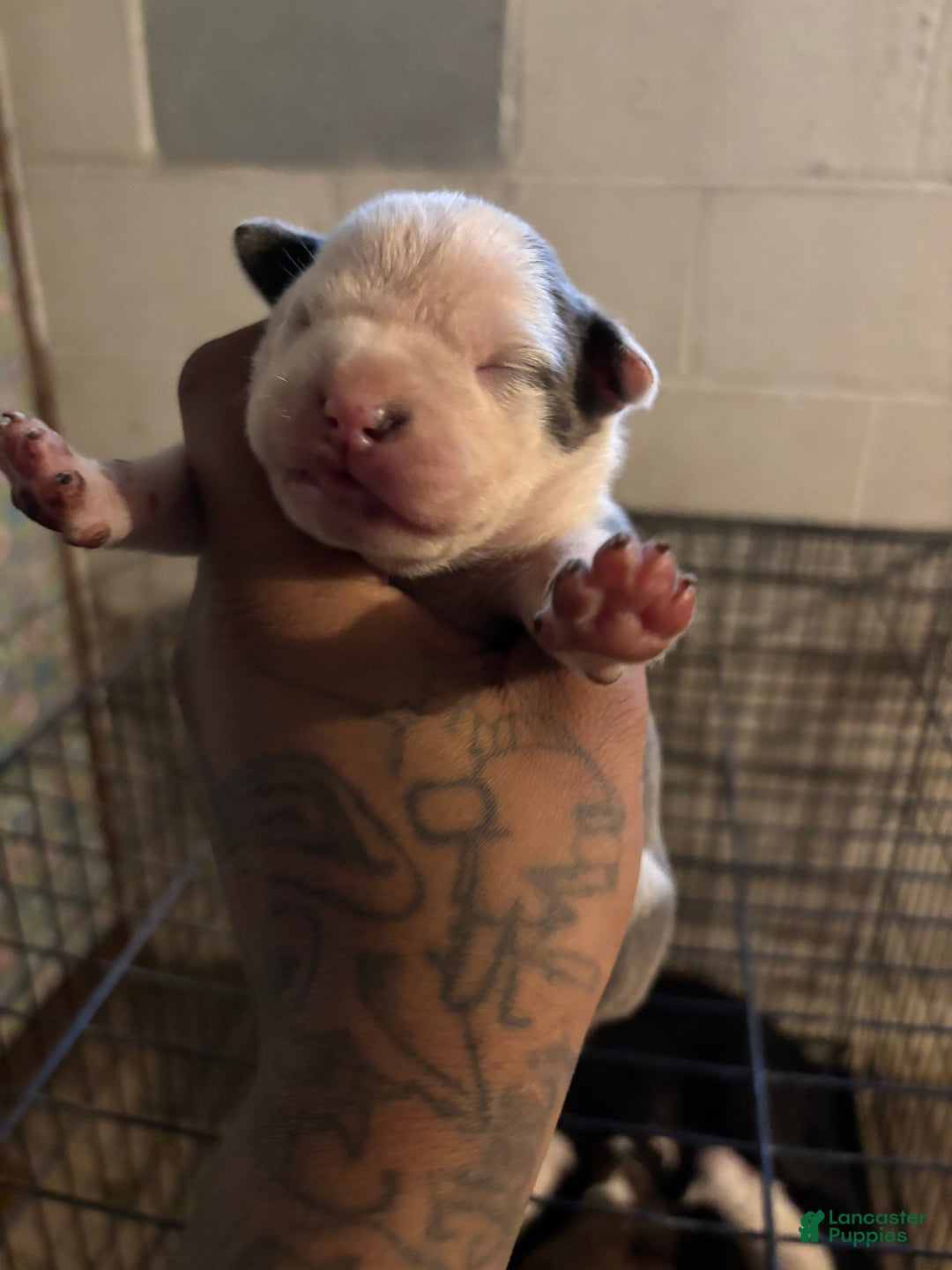 American Staffordshire Terrier dogs for sale: American Staffordshire Terrier Puppy 1 - Ad 4