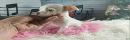 Chihuahua dogs for sale: Chocolate teacup Chihuahua girl. Hand delivery - Ad 5