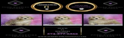 Maltipoo dogs for sale: Peach - Ad 2