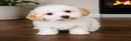 Maltipoo dogs for sale: Daisy - Ad 5