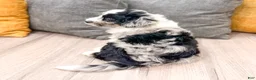 Aussiedoodle dogs for sale: Spice - Ad 5
