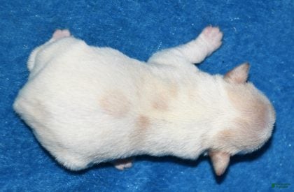 Rat Terrier dogs Biscay - Ad 2