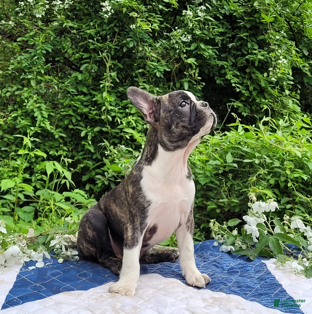 Frenchton dogs for sale: Poppi - Ad 1